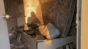 Nova Scotia Canada GIF by The Coast - Halifax/Kjipuktuk