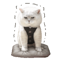 Cat Britishcat Sticker by British cats cattery and Apollo cat.