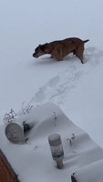 Dog Left Unimpressed by Heavy Snowfall in North Dakota