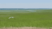 virginia GIF