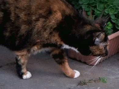 cat gata GIF