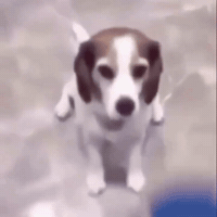 Happy Dog GIF by Respective