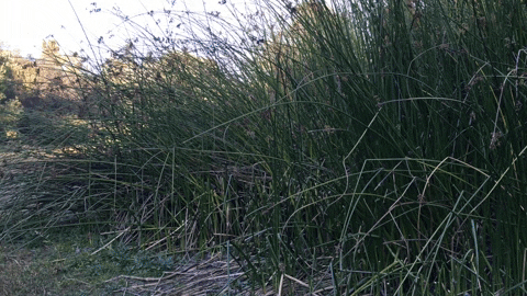 giphyupload GIF