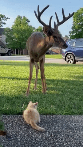 Wildlife gif. Cat and a deer are facing one another calmly, as the deer chews grass and they vibe together. The cat's owner calls it over and both animals jump up at the surprise and the cat walks back.