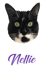 Cat Tuxedo Sticker