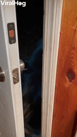 Bear Politely Closes Door