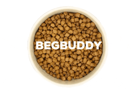begbuddy giphygifmaker dog dogs bowl GIF