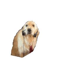 Shocked Dog Sticker by Rigatoni