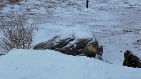 Movie gif. Will Ferrell as Buddy in Elf pops up from behind a snow bank with an armful of snow balls, which he rapidly pelts at people standing on a bridge.