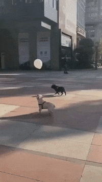 Balloon French Bull Dog GIF by WoofWaggers