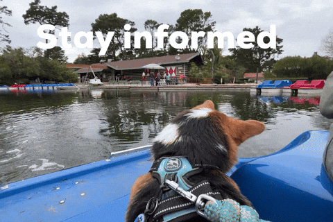 Dog Corgi GIF