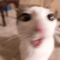Cat Eat GIF