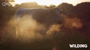 Cow Wilding GIF by PBS