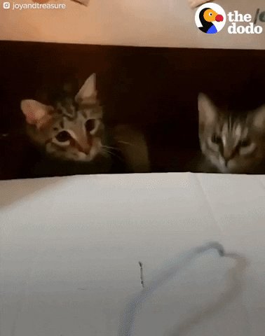cats kittens GIF by The Dodo