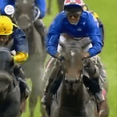 Melbourne Cup Horse Riding GIF by World Horse Racing