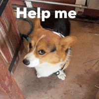Help Me Dog GIF