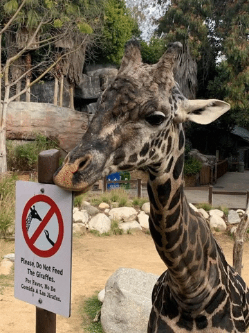 GIF by Los Angeles Zoo and Botanical Gardens