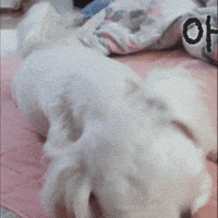 Puppy GIF