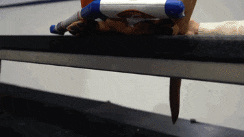 Ice Hockey Dog GIF by NHL