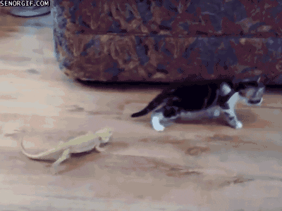 cat lizards GIF by Cheezburger