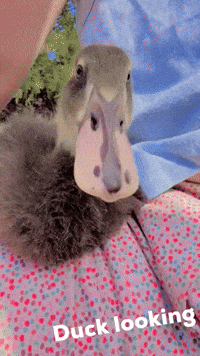 Duck Curiosity GIF