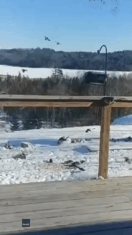 Unlucky Duck: Maine Bobcat Pounces on Bird