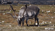 Caribou GIF by PBS