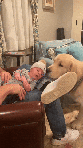 cuteanimalland giphyupload GIF