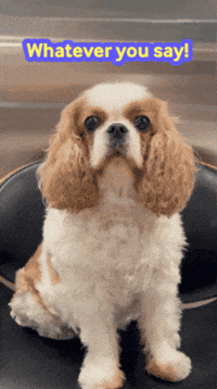 Whatever You Say Dog GIF by DrBenComedy