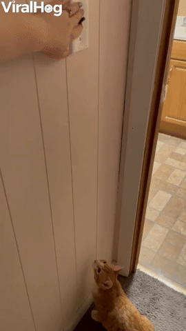 Cat Leaps for Light Switch