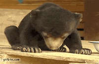 sleepy cub GIF