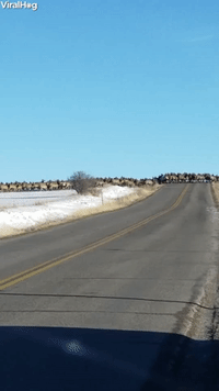 elk wtf GIF by ViralHog