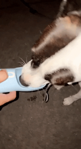 Wagsterz giphygifmaker dog water bottle GIF