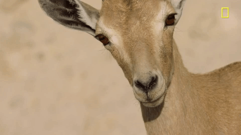 GIF by National Geographic Channel