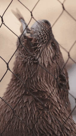 River Otter Eating GIF by Valley Zoo Development Society