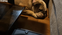 Lola the Bulldog Could Not Care Less About Robo Vacuum