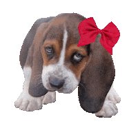 Basset Hound Baby Girl Sticker