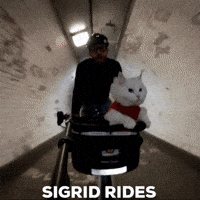 sigirides cat bicycle sigrid sigirides GIF
