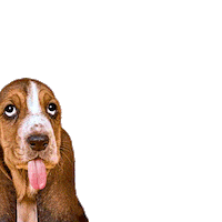 Petsfluence dog dogs puppy woof Sticker