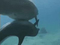 mirror love GIF