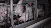 oikeuttaelaimille chicken egg eggs finland GIF