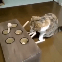 cat motion GIF by The Videobook