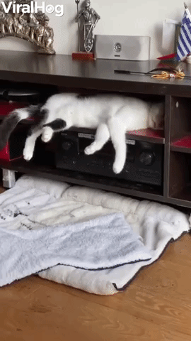 Napping Cat Falls From Shelf 