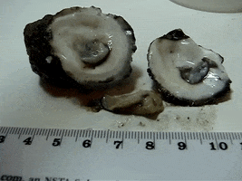 Education Biology GIF by DIIMSA Stock