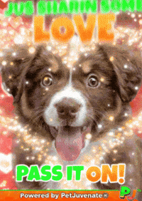 Treatos Chimken Yap Yip Boof Woof GIF by PetJuvenate - PJ