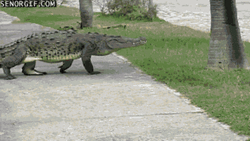 walking crocodiles GIF by Cheezburger