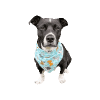 Black Dog Cooper Sticker by Geekster Pets