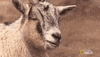 nat geo wild pet GIF by The Incredible Dr. Pol