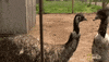 nat geo wild pet GIF by The Incredible Dr. Pol
