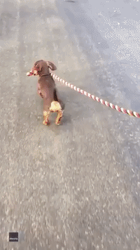 Dachshund Takes Walkies to New Level With Horse Pal